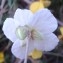  Genevieve Botti - Helianthemum pilosum (L.) Desf. [1804]