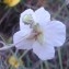  Genevieve Botti - Helianthemum pilosum (L.) Desf. [1804]