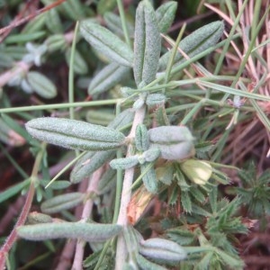 Photographie n°76243 du taxon Helianthemum pilosum (L.) Desf. [1804]