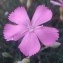  Genevieve Botti - Dianthus sylvestris var. godronianus (Jord.) Kerguélen [1987]