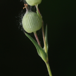 Photographie n°76257 du taxon Silene conica L.