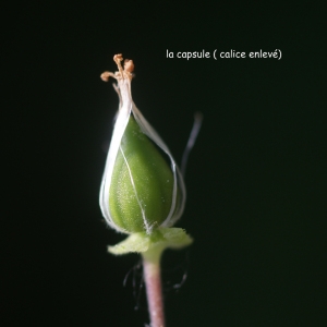 Photographie n°76260 du taxon Silene conica L.