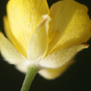 Photographie n°76262 du taxon Ranunculus paludosus Poir. [1789]