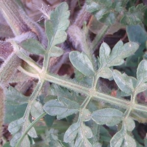 Photographie n°76278 du taxon Daucus carota subsp. gummifer (Syme) Hook.f. [1884]