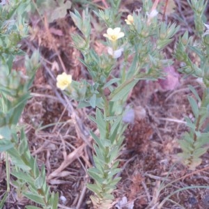 Photographie n°76282 du taxon Linum strictum L. [1753]