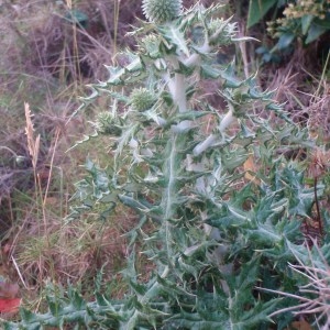 Photographie n°76285 du taxon Echinops ritro L. [1753]