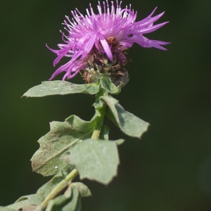 Photographie n°76299 du taxon Centaurea pectinata L. [1763]