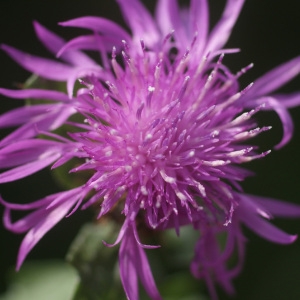 Photographie n°76300 du taxon Centaurea pectinata L. [1763]