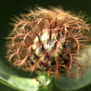 Photographie n°76301 du taxon Centaurea pectinata L. [1763]