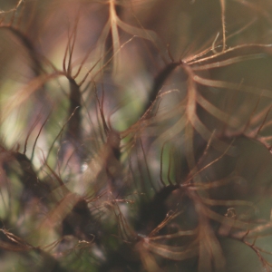 Photographie n°76302 du taxon Centaurea pectinata L. [1763]