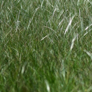 Photographie n°76303 du taxon Stipa pennata L. [1753]