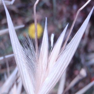 Photographie n°76307 du taxon Avena barbata Pott ex Link [1799]