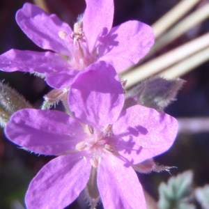 Erodium chium var. murcicum (Cav.) Nyman