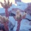  Genevieve Botti - Sedum anopetalum DC. [1808]