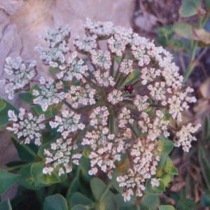 Photographie n°76338 du taxon Daucus carota subsp. gummifer (Syme) Hook.f. [1884]