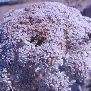 Photographie n°76341 du taxon Daucus carota subsp. gummifer (Syme) Hook.f. [1884]