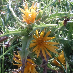 Photographie n°76343 du taxon Scolymus hispanicus L. [1753]