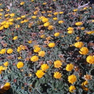 Photographie n°76345 du taxon Pallenis maritima (L.) Greuter [1997]