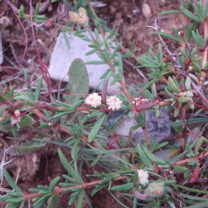 Photographie n°76347 du taxon Cuscuta epithymum (L.) L. [1774]