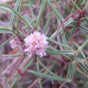 Photographie n°76348 du taxon Cuscuta epithymum (L.) L. [1774]