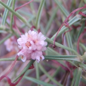 Photographie n°76349 du taxon Cuscuta epithymum (L.) L. [1774]