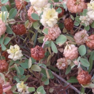 Photographie n°76350 du taxon Trifolium campestre Schreb. [1804]