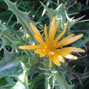 Photographie n°76352 du taxon Scolymus hispanicus L. [1753]