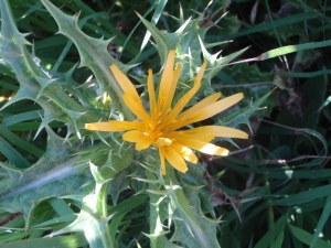 Genevieve Botti, le  8 juin 2012 (Marseille (Mont-Roze))