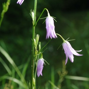 Photographie n°76363 du taxon Campanula rapunculus L. [1753]