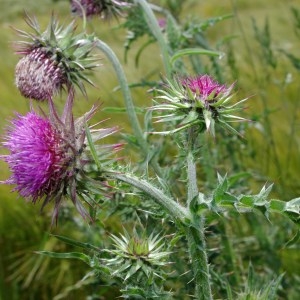 Photographie n°76364 du taxon Carduus nutans L. [1753]