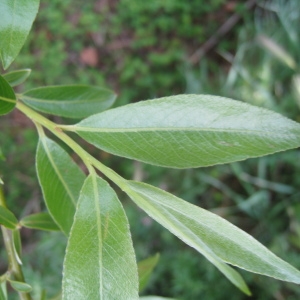 Photographie n°76371 du taxon Salix alba L. [1753]