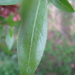 Photographie n°76374 du taxon Salix alba L. [1753]