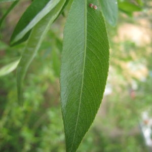 Photographie n°76375 du taxon Salix alba L. [1753]