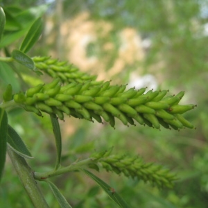 Photographie n°76377 du taxon Salix alba L. [1753]