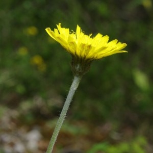 Photographie n°76383 du taxon Hieracium pilosella L. [1753]