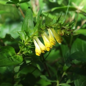 Photographie n°76392 du taxon Melampyrum pratense L. [1753]