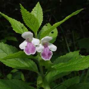 Photographie n°76393 du taxon Melittis melissophyllum L.