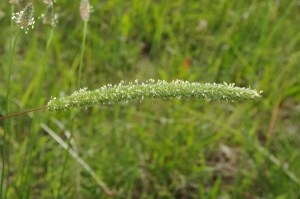 Jean-Luc Gorremans, le  9 juin 2012 (Auvers-Saint-Georges)