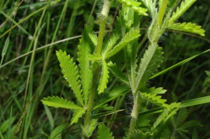 Jean-Luc Gorremans, le  9 juin 2012 (Auvers-Saint-Georges)
