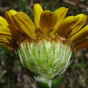 Photographie n°76449 du taxon Anthemis tinctoria L. [1753]