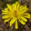  Bertrand BUI - Crepis micrantha Czerep. [1964]