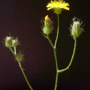 Photographie n°76455 du taxon Crepis micrantha Czerep. [1964]