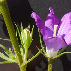 Photographie n°76459 du taxon Legousia pentagonia (L.) Druce [1908]