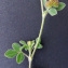  Bertrand BUI - Medicago minima (L.) L. [1754]