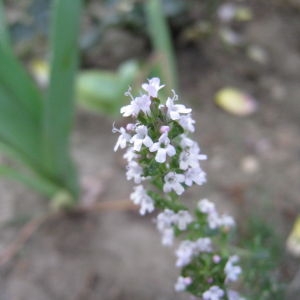 Photographie n°76478 du taxon Thymus vulgaris L. [1753]