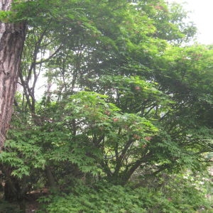 Photographie n°76485 du taxon Acer palmatum Thunb. [1784]
