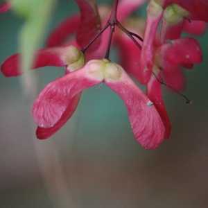 Photographie n°76488 du taxon Acer palmatum Thunb. [1784]