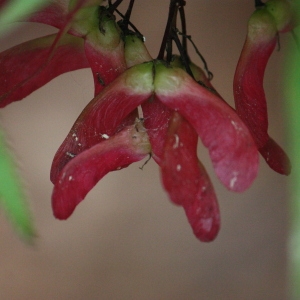 Photographie n°76489 du taxon Acer palmatum Thunb. [1784]