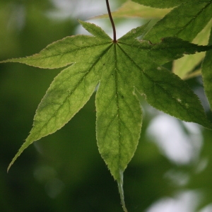 Photographie n°76498 du taxon Acer palmatum Thunb. [1784]