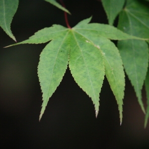 Photographie n°76499 du taxon Acer palmatum Thunb. [1784]